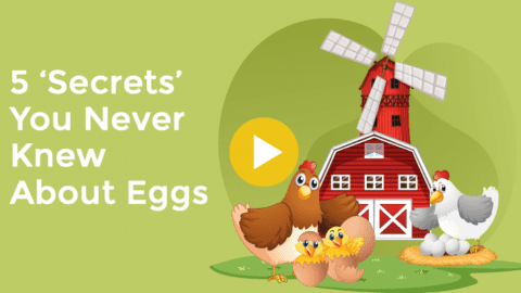 5 Facts You Should Know About Eggs
